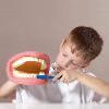 Modle de soin dentaire avec brosse  dents